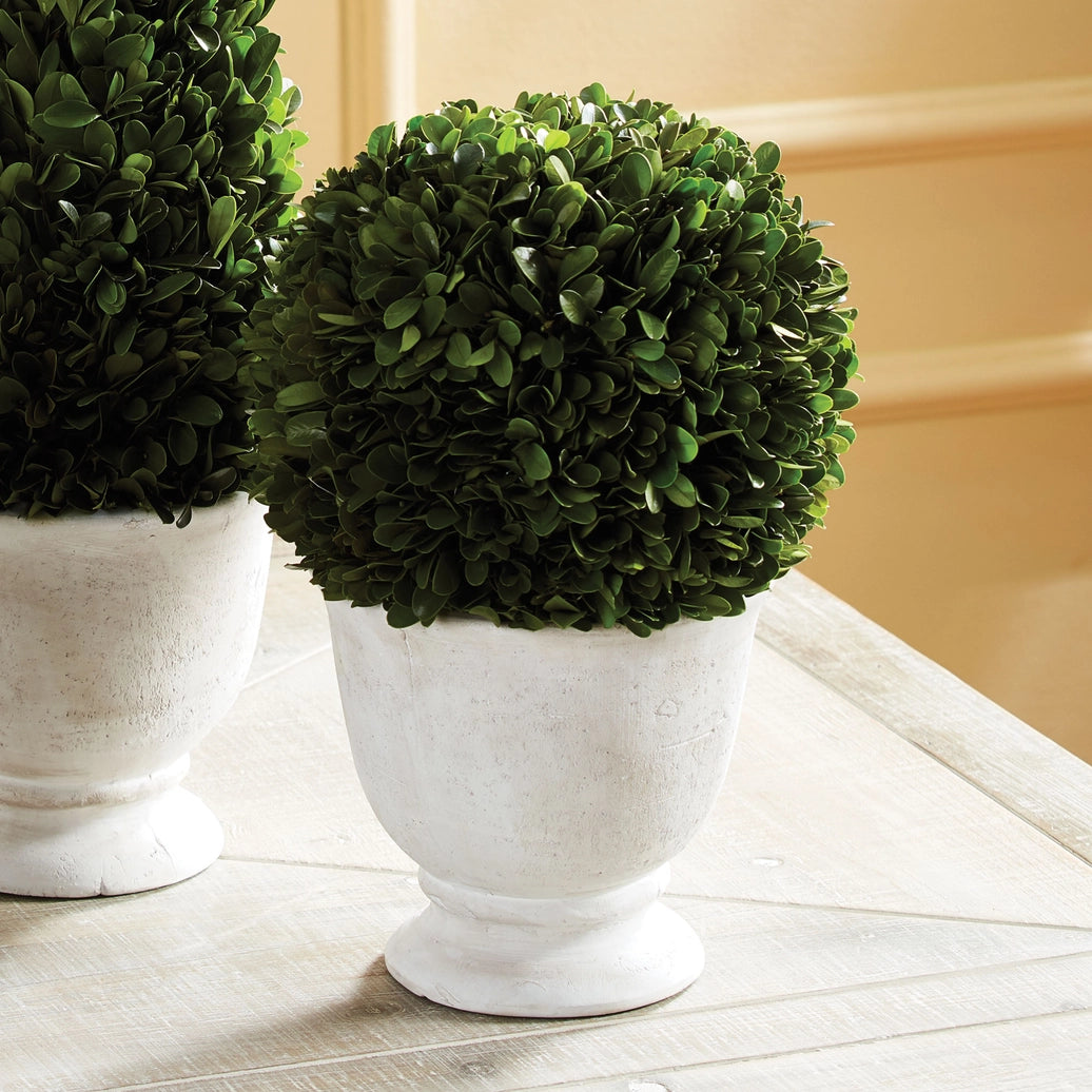 Boxwood Ball Topiary in Pot Large