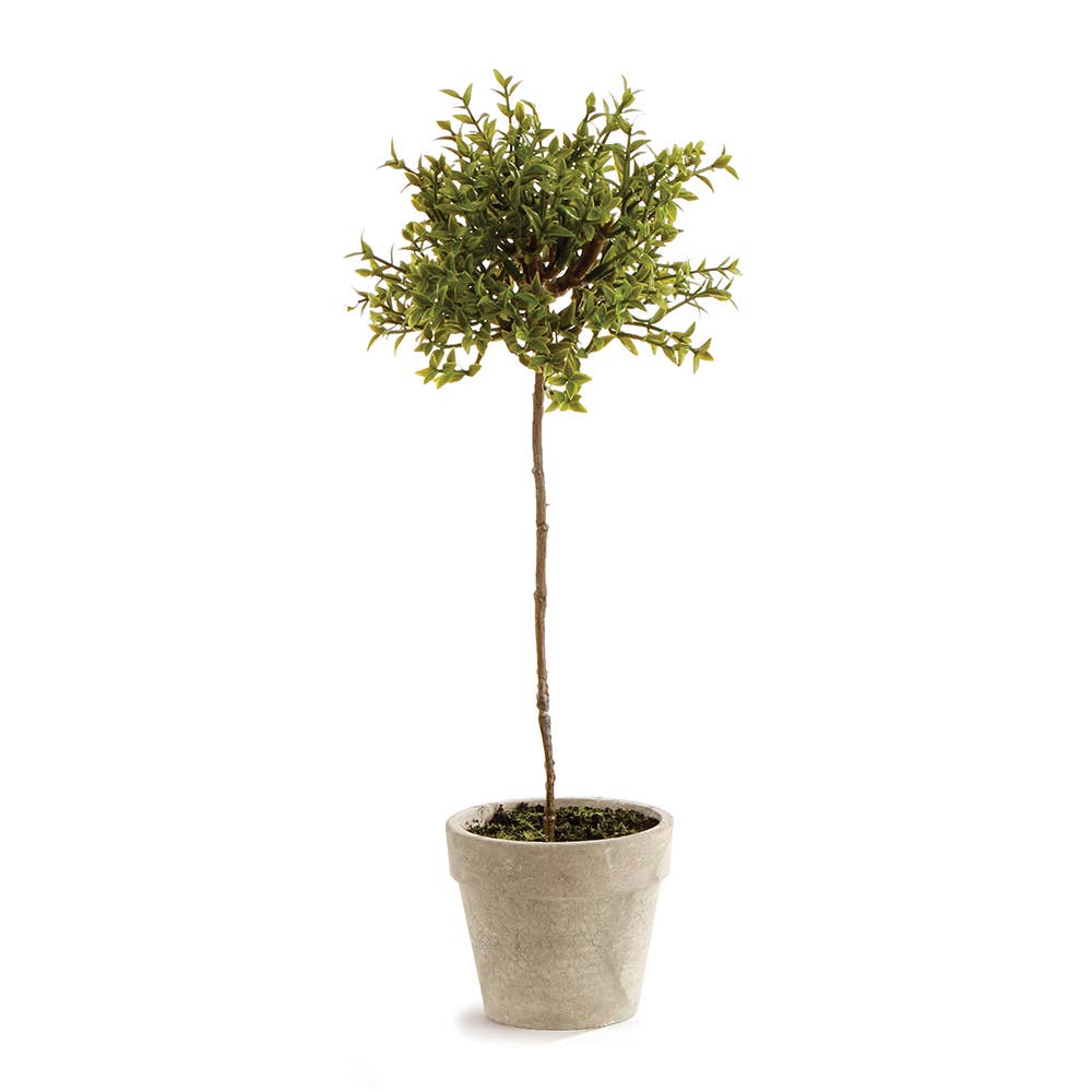 Thyme Topiary