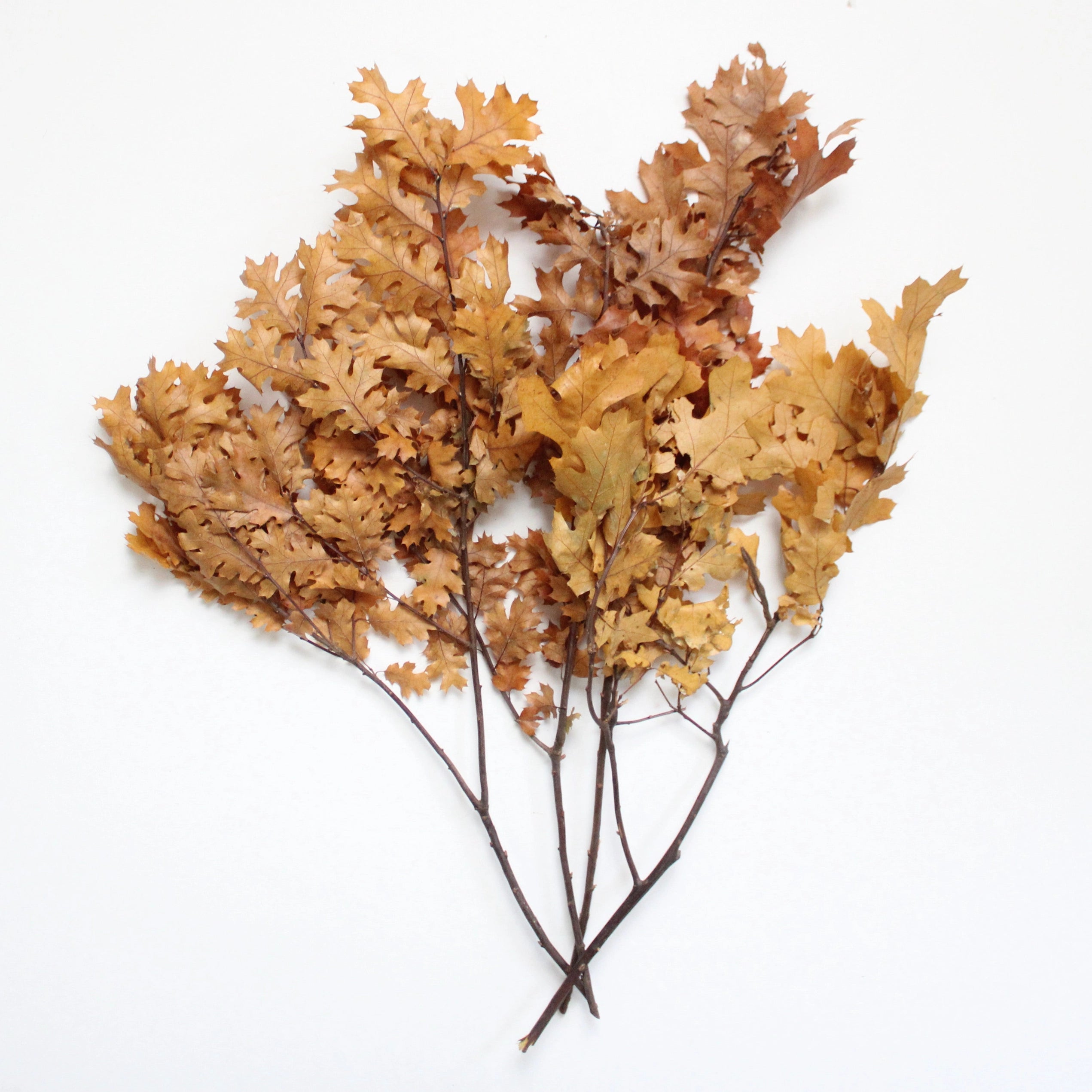 Preserved Oak Leaves