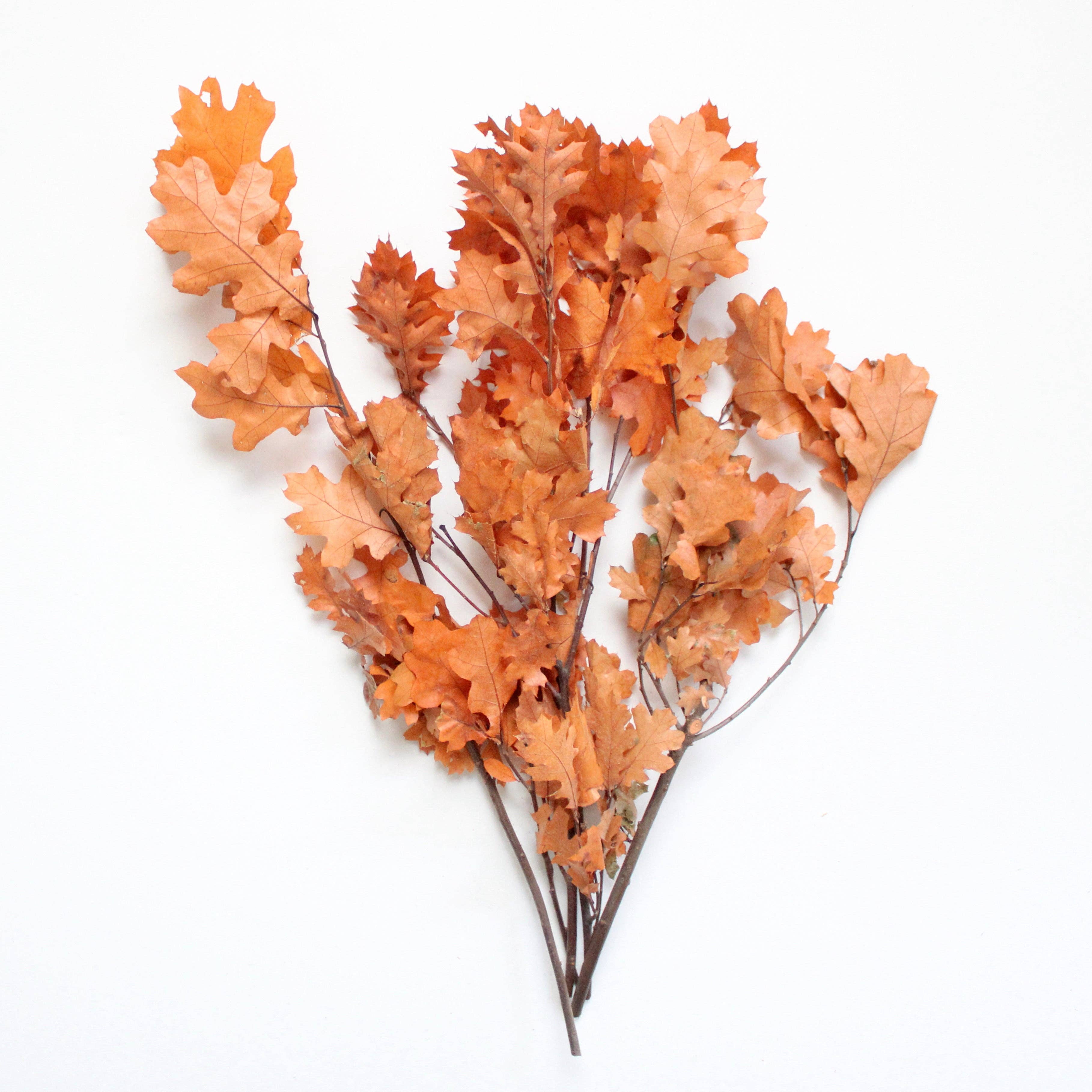 Preserved Oak Leaves