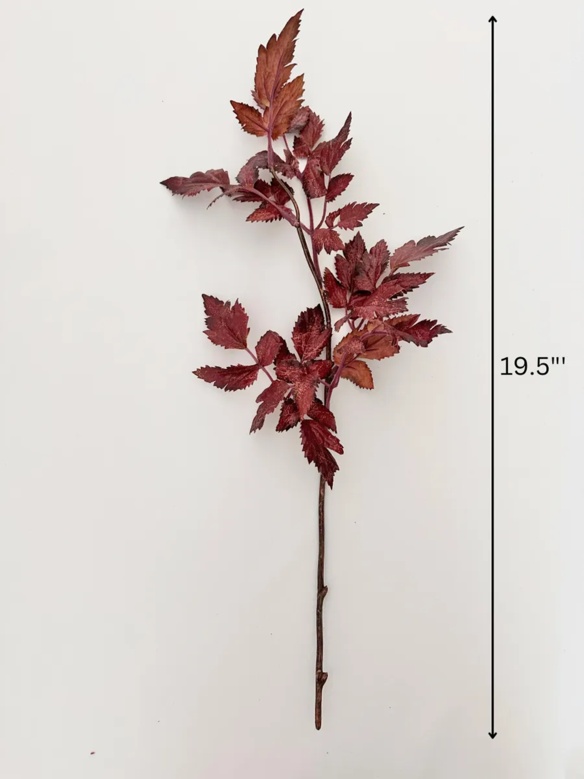 Plum Cimicifuga Ramosa Leaf Spray 19.5"