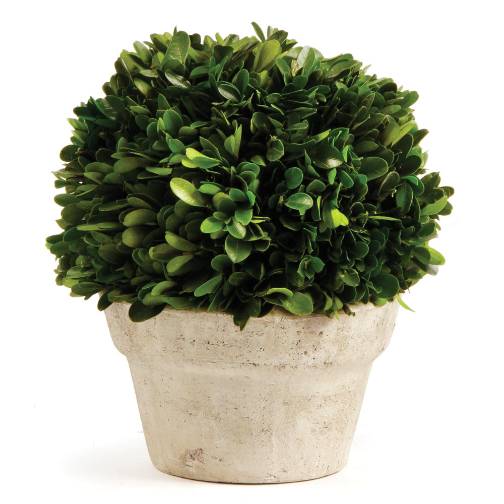 Boxwood Ball in Pot