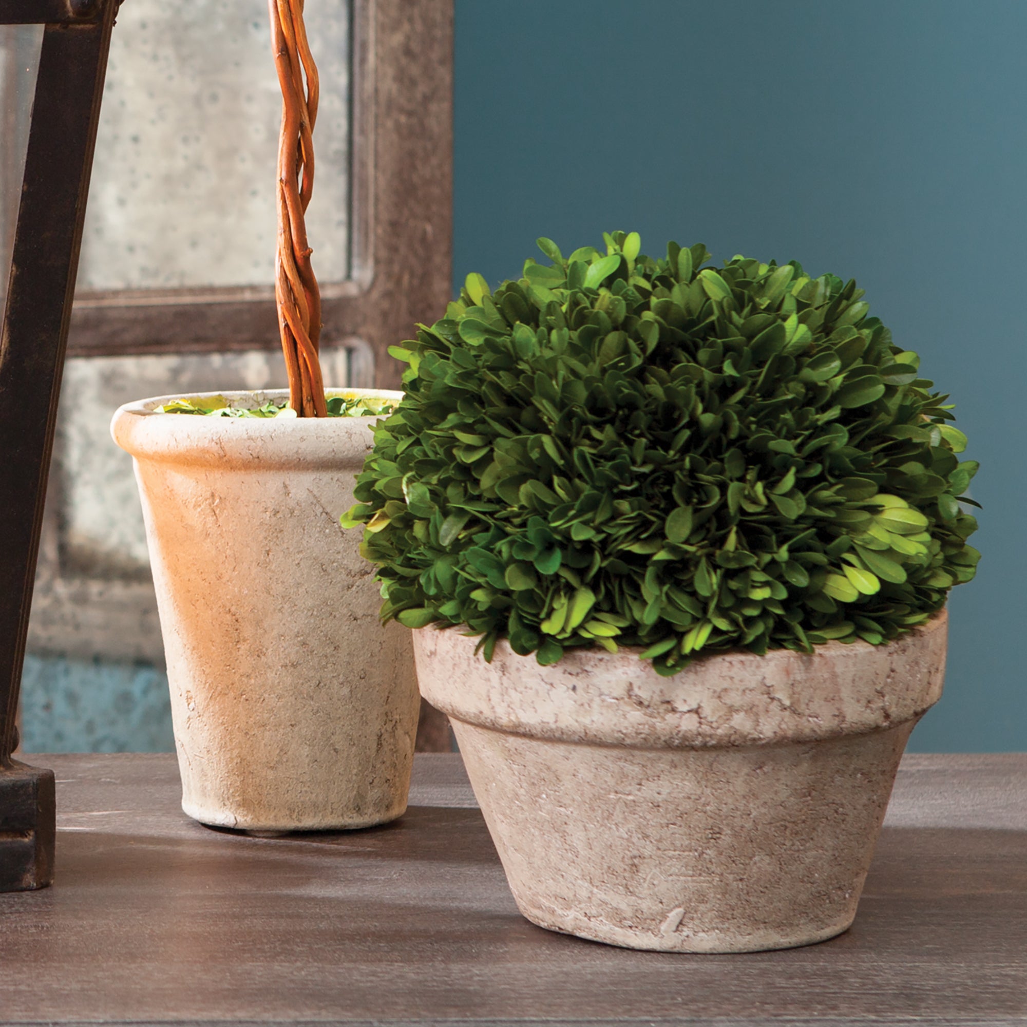 Boxwood Ball in Pot