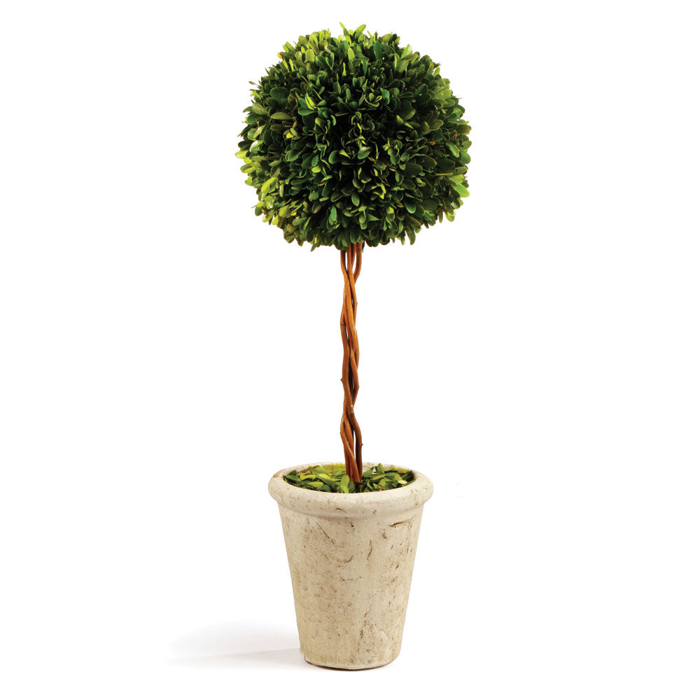 Boxwood Single Sphere Topiary