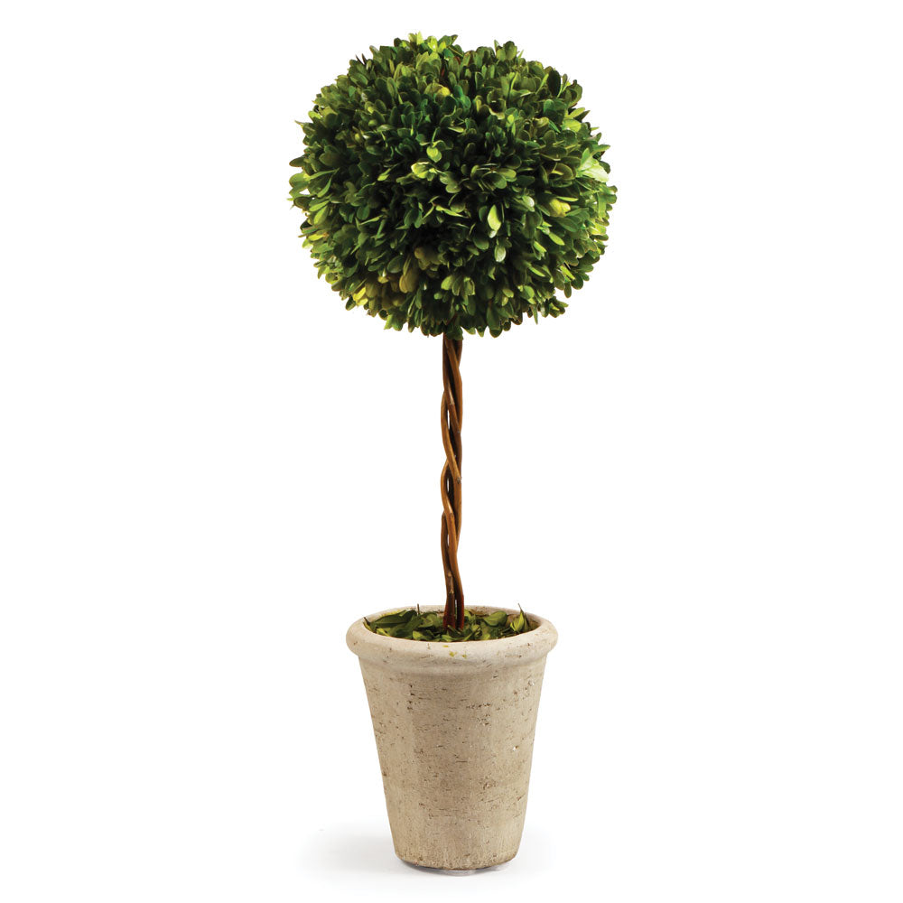 Boxwood Single Sphere Topiary