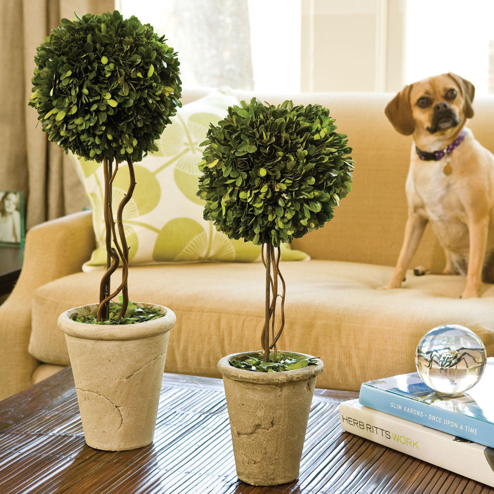 Boxwood Single Sphere Topiary