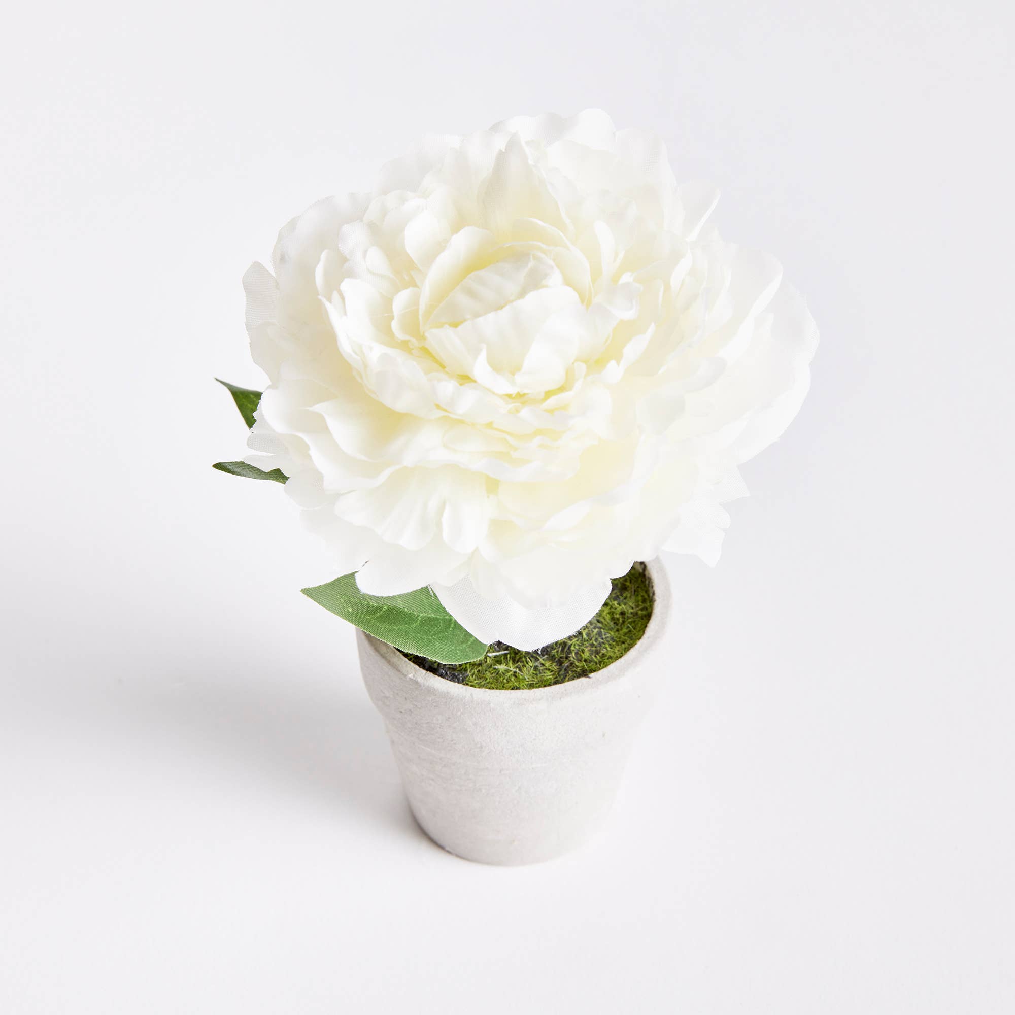 Mini Peony Pot Cream