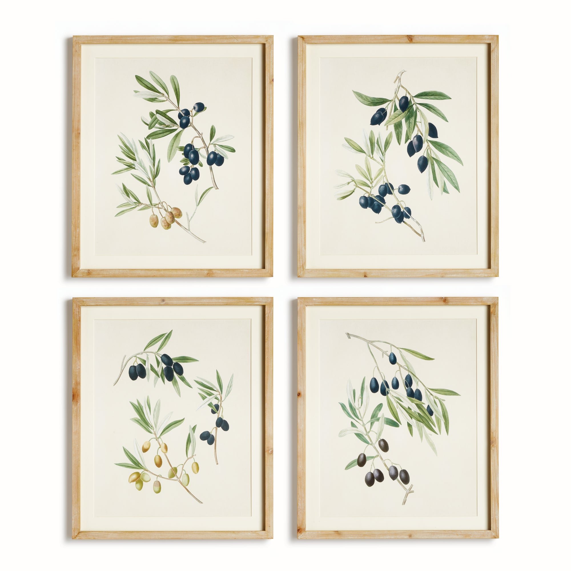 Olive Stems Study Set