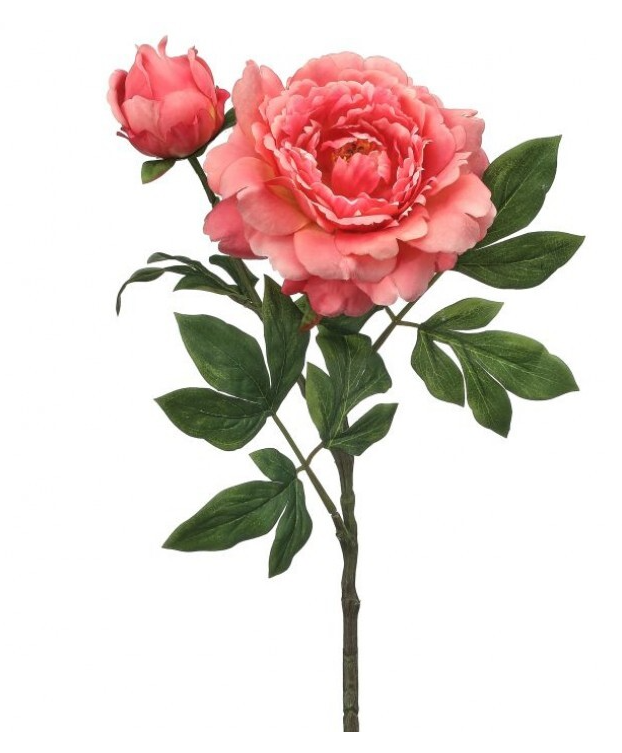Queen Garden Peony 30"