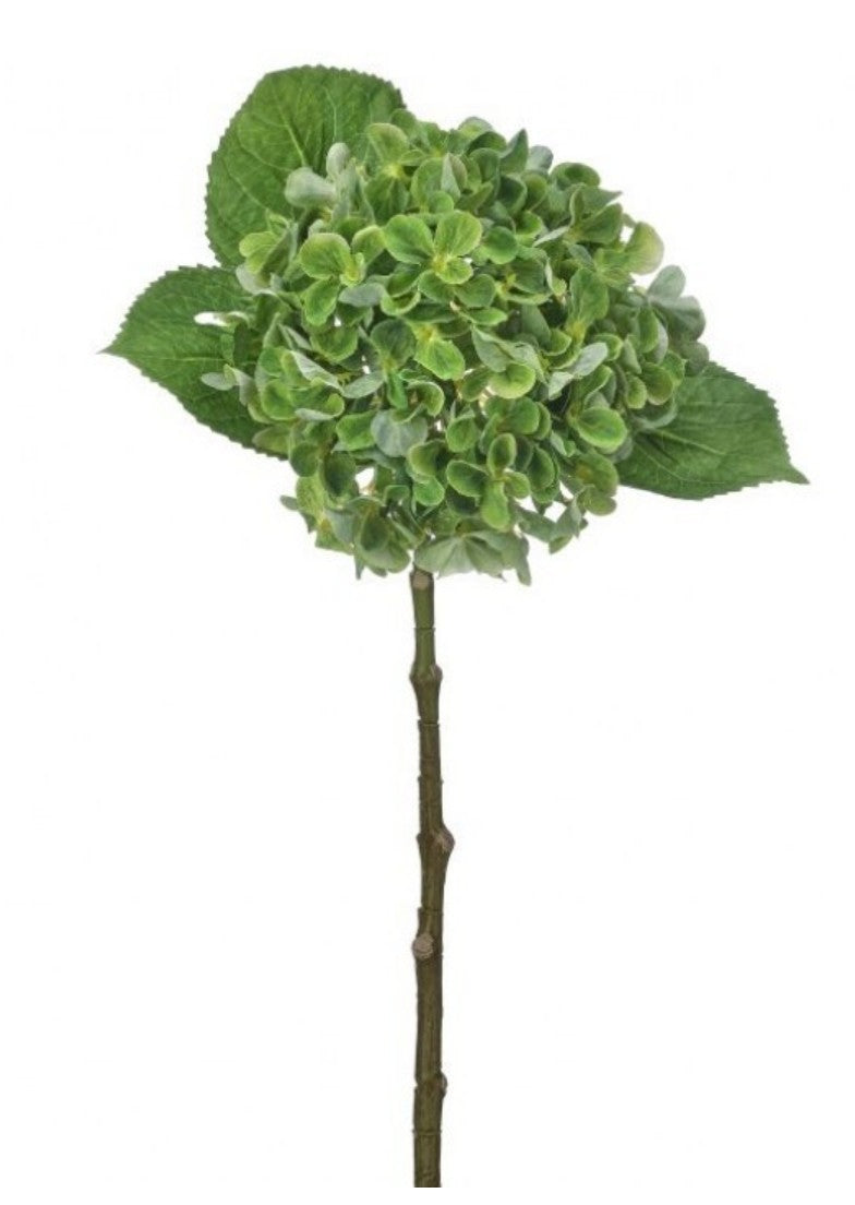 New England Hydrangea Stem