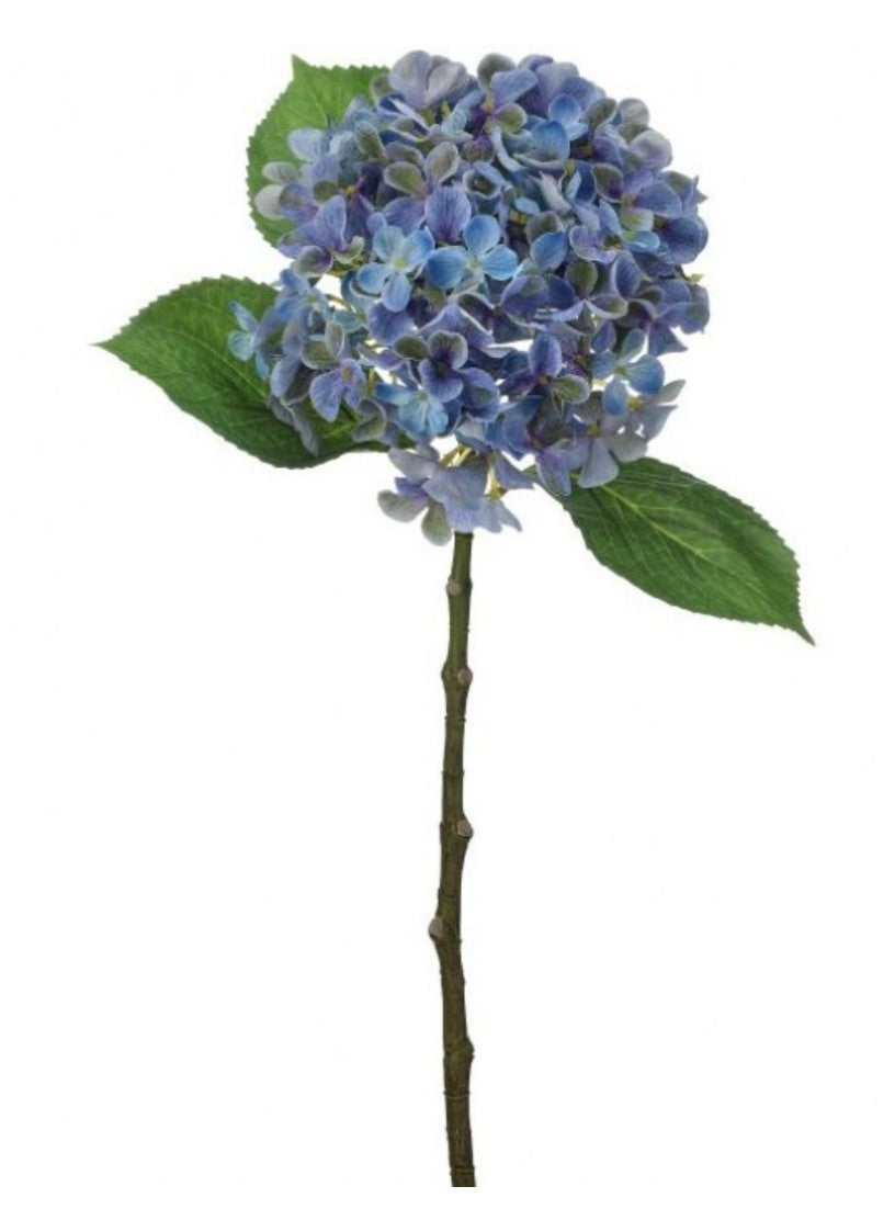 New England Hydrangea Stem