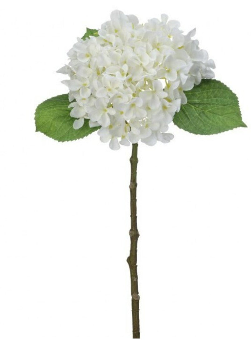 New England Hydrangea Stem
