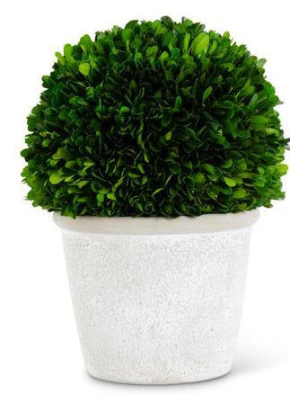 Preserved Boxwood Ball in White Wash Pot