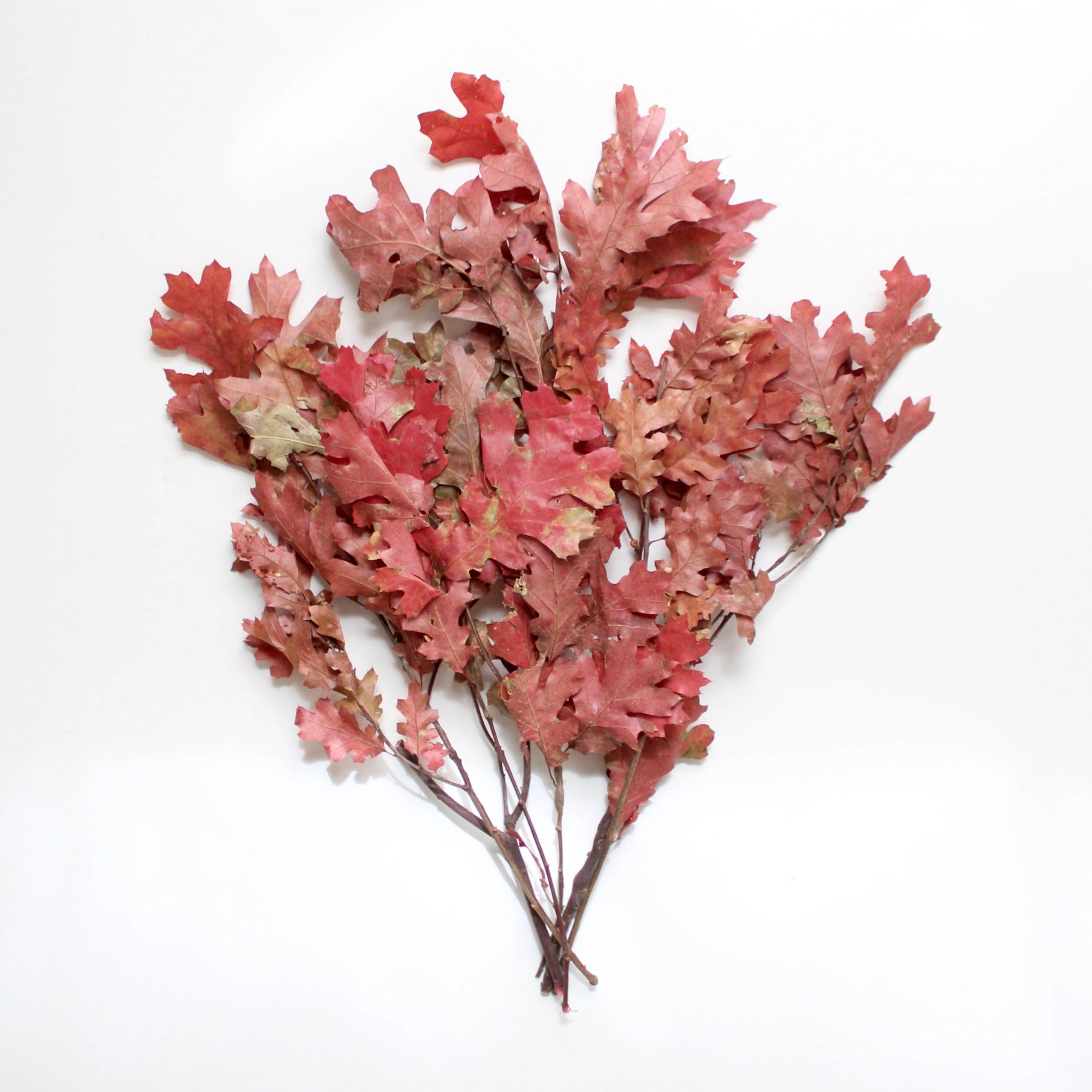 Preserved Oak Leaves