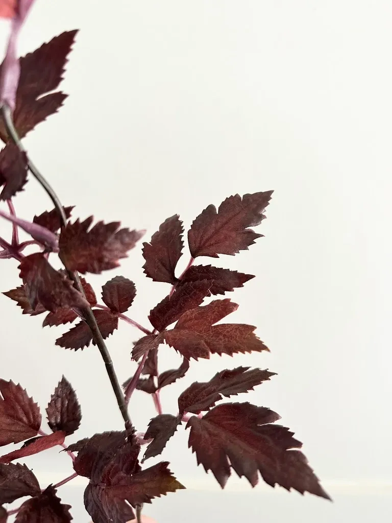 Plum Cimicifuga Ramosa Leaf Spray 19.5"