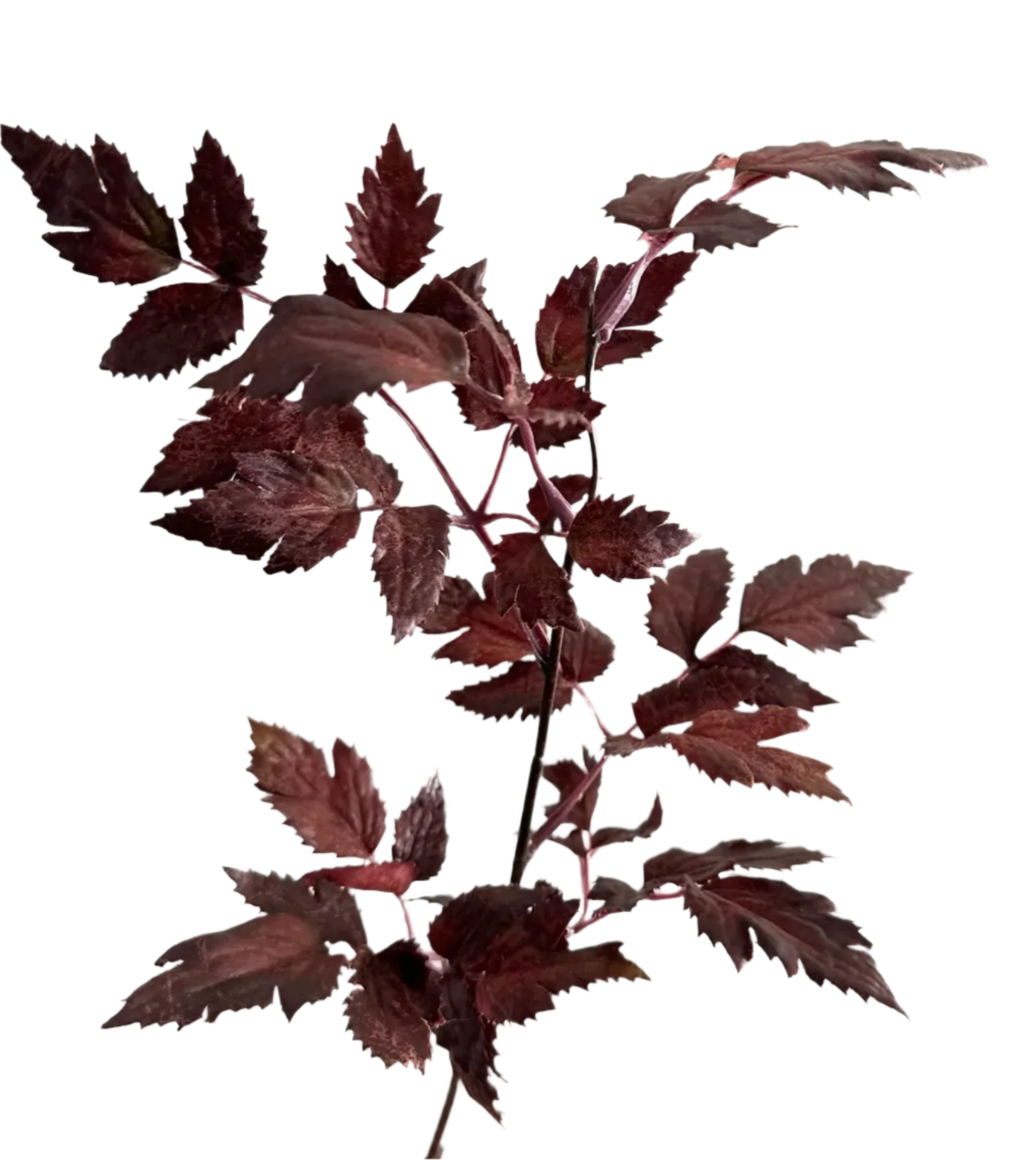 Plum Cimicifuga Ramosa Leaf Spray 19.5"
