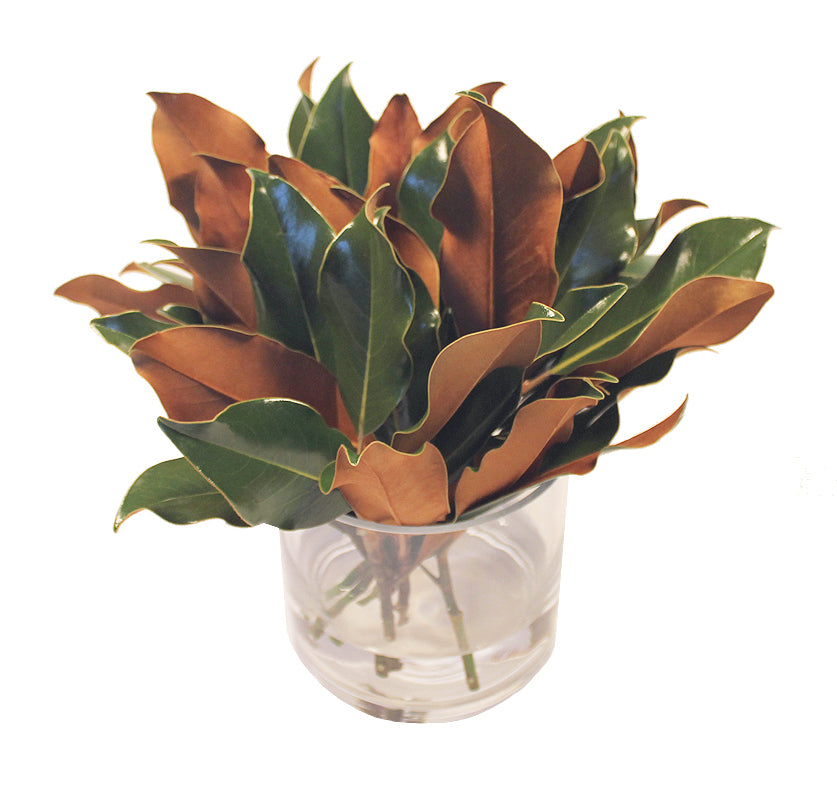 Weston Farms Fresh Magnolia 12″ Hand-Tied Bouquet— Exclusive Preorder